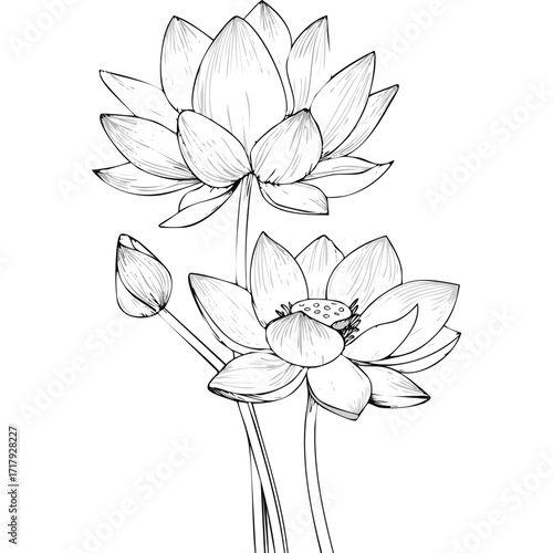 Lotus Flower Sketch Outline Illustration in Black and White – Hand Drawn Botanical Vector