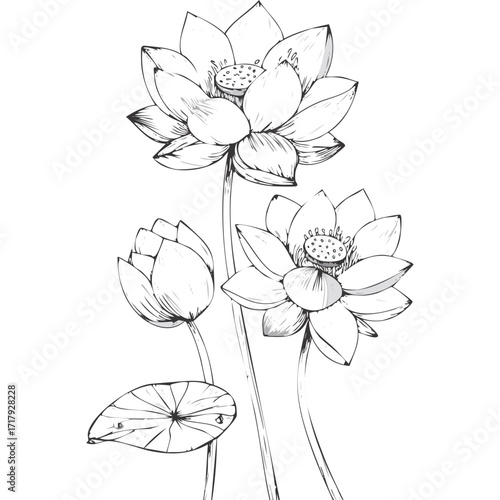 Lotus Flower Sketch Outline Illustration in Black and White – Hand Drawn Botanical Vector