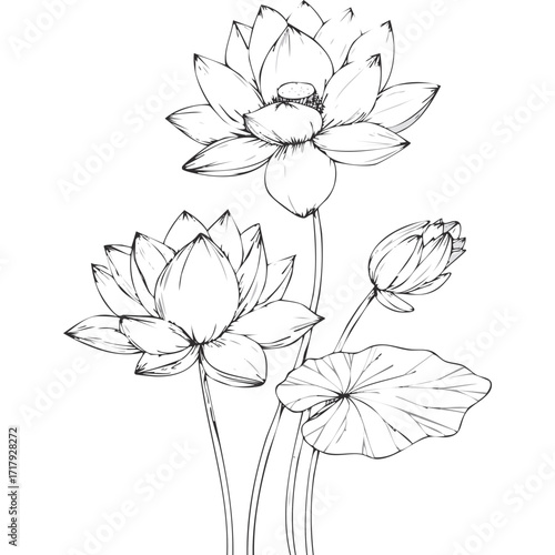 Lotus Flower Sketch Outline Illustration in Black and White – Hand Drawn Botanical Vector