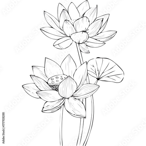 Lotus Flower Sketch Outline Illustration in Black and White – Hand Drawn Botanical Vector