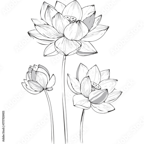 Lotus Flower Sketch Outline Illustration in Black and White – Hand Drawn Botanical Vector