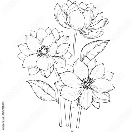 Lotus Flower Sketch Outline Illustration in Black and White – Hand Drawn Botanical Vector