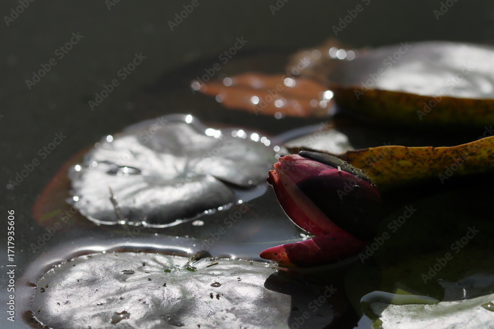 Φωτογραφία A fading water lily flower among yellowing lilies in a pond in a garden in autum