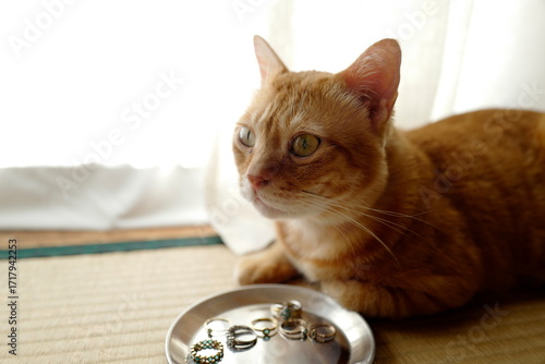 ネックという猫　アクセサリー