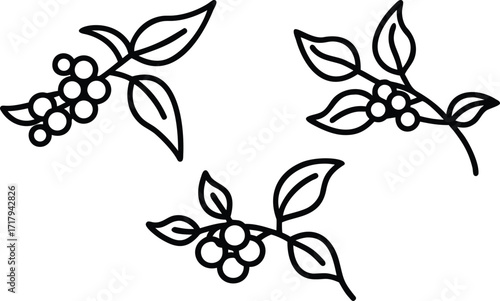 Arabica Coffee Branch Line Art for Coloring Book