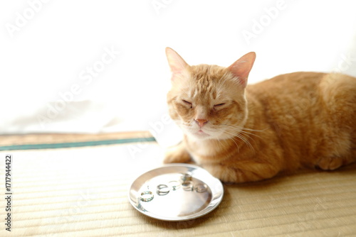 ネックという猫　アクセサリー