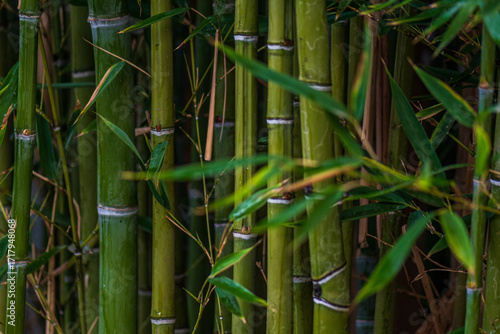 bamboo forest background