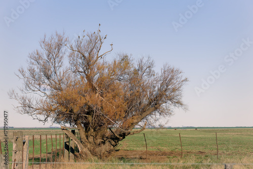 Birds perching on bare tree in rural field. Copy space
