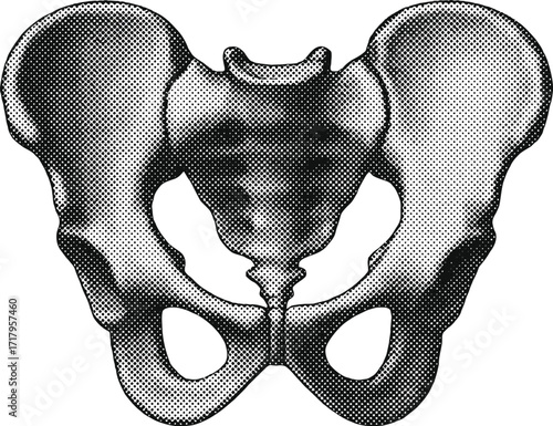 Halftone Human Pelvis Skeleton Illustration – Vintage Dotwork Hip Bone Anatomy in Retro Stipple Style for Tattoo and Gothic Art