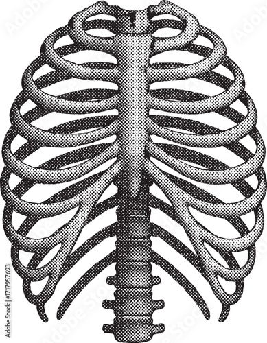 Halftone Ribcage Skeleton Illustration – Vintage Dotwork Human Anatomy Bones in Retro Stipple Style for Tattoo and Gothic Art