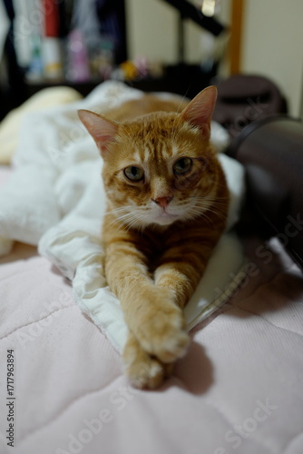 ネックという猫