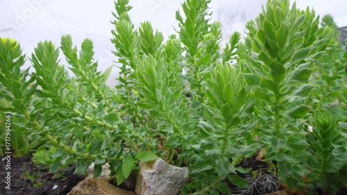 Golden root (Rhodiola rosea) in the spring garden	
