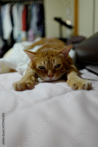ネックという猫