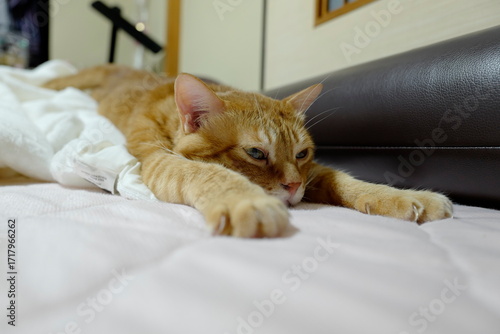 ネックという猫