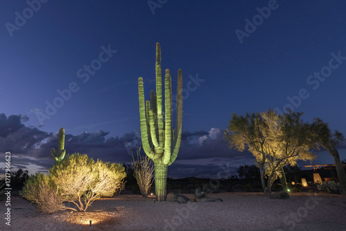 Arizona Saguaro