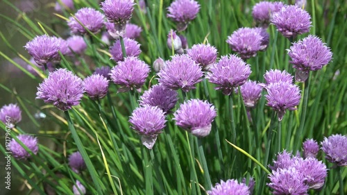 Blooming wild onion