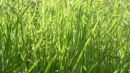 Grass in the morning sunlight
