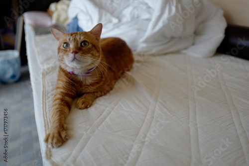 ネックという猫