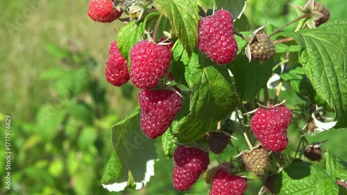 Ripe raspberries on a bush in the garden