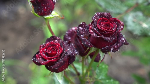 Red roses in the raindrops in the garden