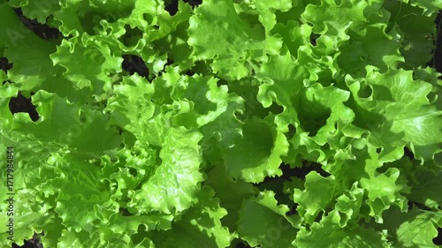 Lettuce grows in the garden