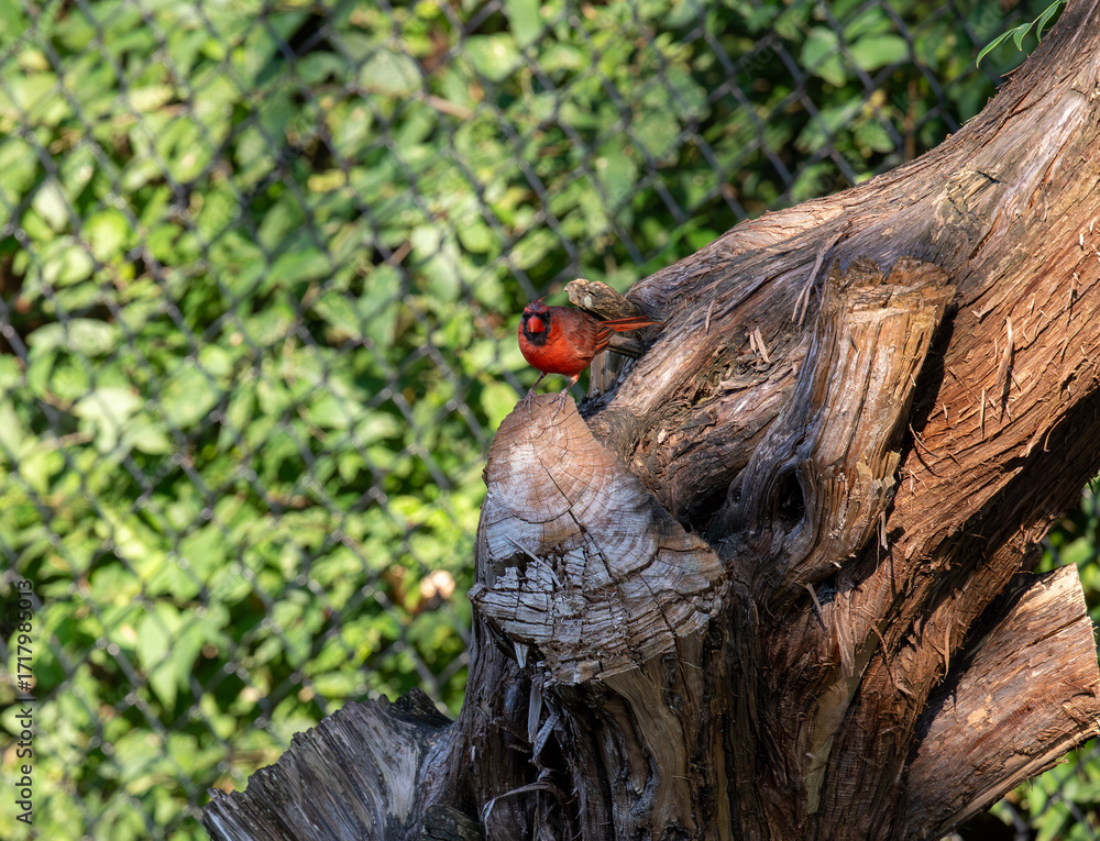 Fototapeta premium Male cardinal sitting on tree stump
