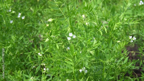 Lentil (Lens culinaris) bushes bloom in the garden