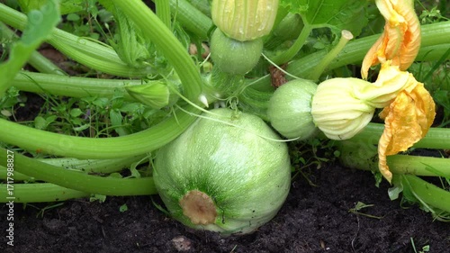 Round squash grow in the garden