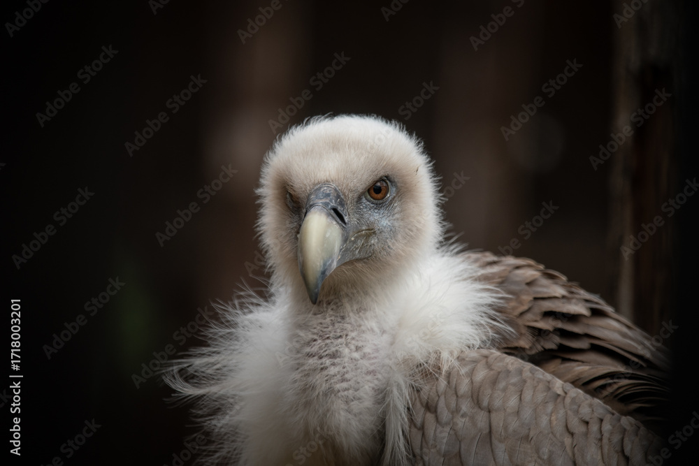 Fototapeta premium Himalayan Griffon Vulture Portrait – Close-up of Majestic Raptor Bird, Rosenburg Castle, Austria