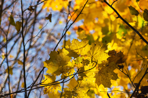 Yellow maple leaves on the branches illuminated by the sun
