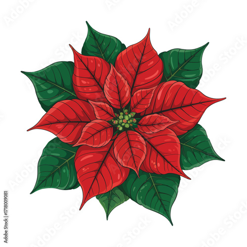Beautiful Red Poinsettia Christmas Flower Illustration