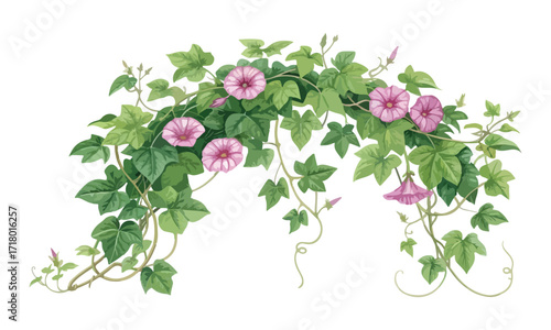 Vibrant creeper flower plant illustration with colorful petals - Creeper flower plant vector art