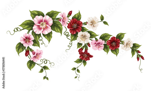 Vibrant creeping flower plant botanical illustration - Creeper flower plant vector art