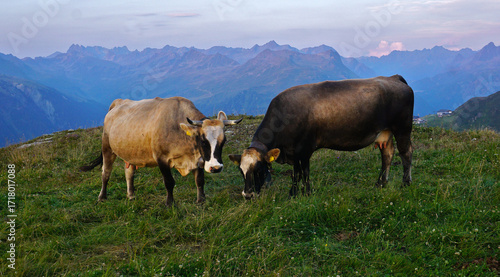 Wallpaper Mural Kühe auf der Alpe im Abendlicht; Montafon; Vorarlberg; Österreich; Torontodigital.ca