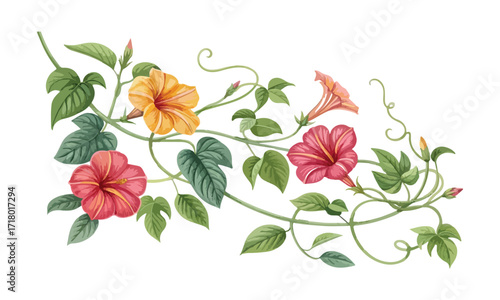 Vibrant creeper flower plant botanical illustration - Creeper flower plant vector art
