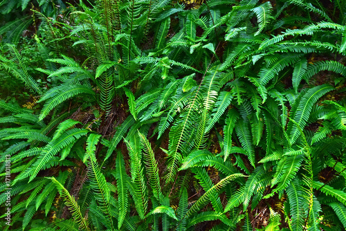 Rippenfarn; Gewöhnlicher Rippenfarn; Struthiopteris spicant; Blechnum spicant; Europa-Rippenfarn;  hard fern; deer fern