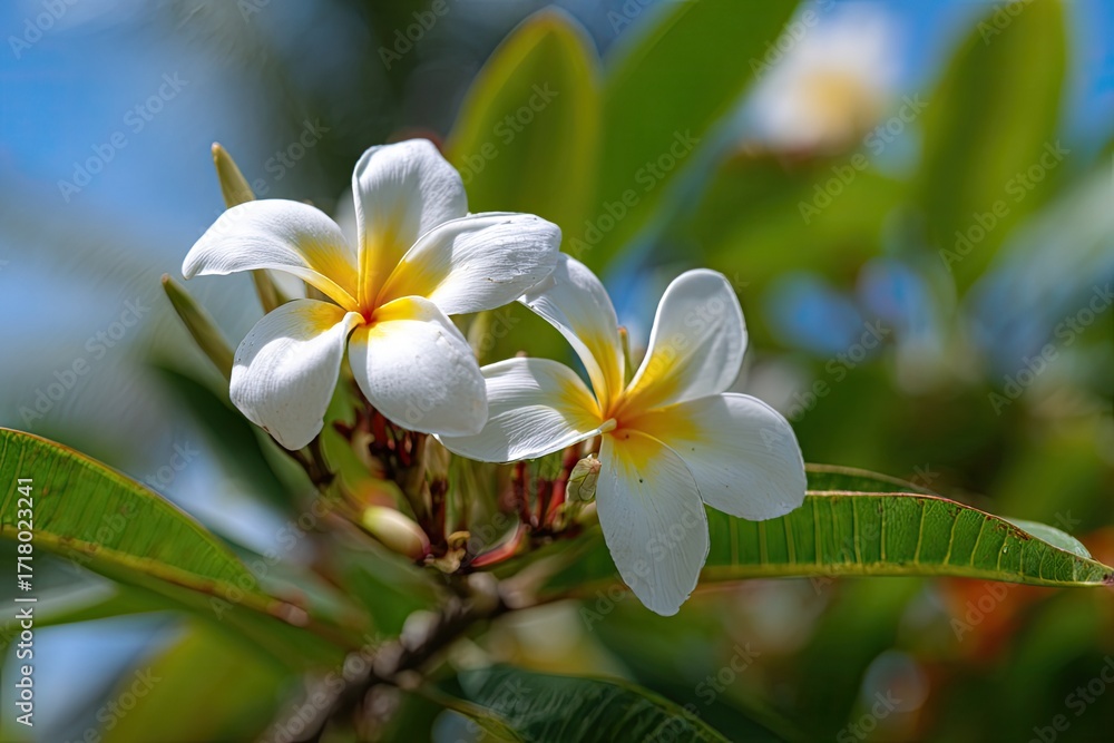 Fototapeta premium Two plumeria blossoms, white with yellow centers, vibrant green leaves