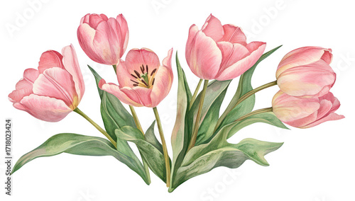 Wallpaper Mural A arrangement of pink tulips with delicate petals and lush green leaves. set against a clean white background. ideal for spring-themed decor or floral design inspiration Torontodigital.ca