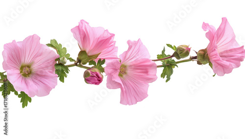 A delicate branch of pink hollyhock flowers with petals and green leaves. elegantly arranged against a white background. perfect for nature-themed projects and floral designs