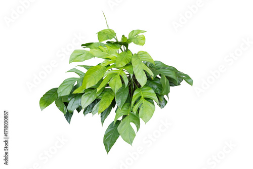 Philodendron plant grow in rain forest, transparency background