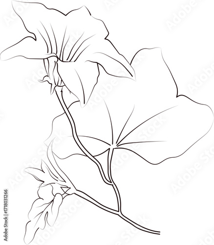 Birth flower vector illustration, beautiful ivy flower wall decor, hand-drawn coloring pages, ivy flower drawing of artistic calla flower engraved ink art