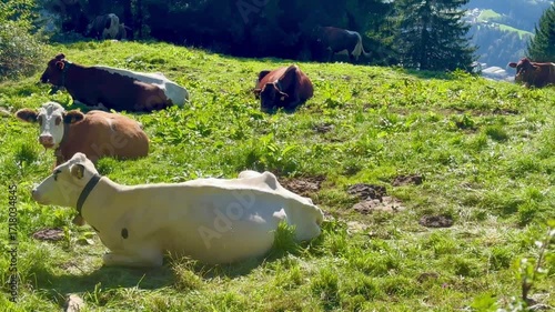 Cows in the meadow - sound of cowbells