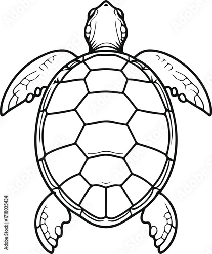 Minimal line art of turtle shell pattern, top view.