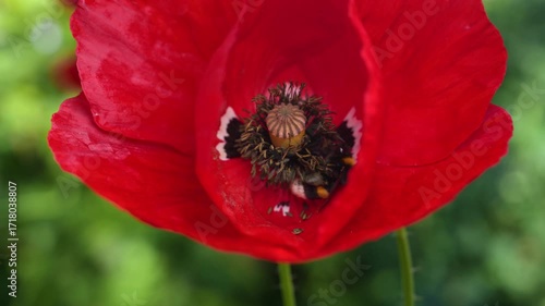Closeup pink poppy flower with bee pollinating
