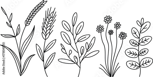 Simple line drawings of five different plant species on white Keywords: plant, botanical