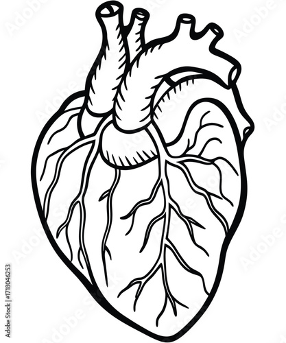 Monochrome vector diagram of human heart anatomy. Scientific line art for biology and cardiology education