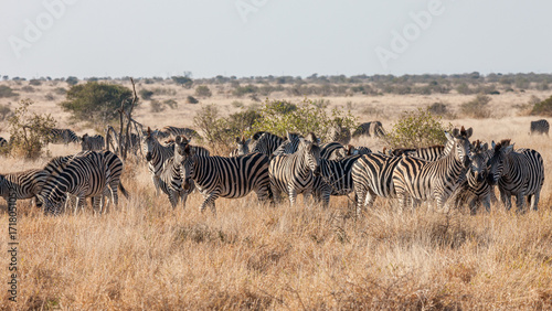 South Africa, Kruger National Park, Burchell's Zebra (Equus quagga burchellii)