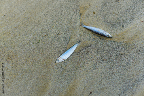 Wallpaper Mural petits poissons échoués sur la plage à Saint-Malo Torontodigital.ca