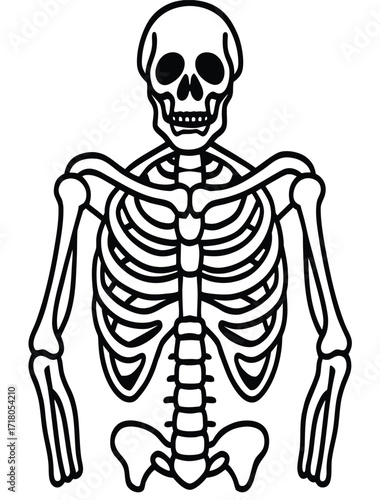 Human skull and skeleton anatomy illustration in 3D medical style