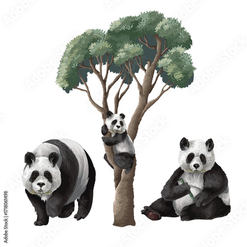 Detailed Isolated Panda Trio Surrounded by Tropical Jungle Foliage Plants Vector Illustration